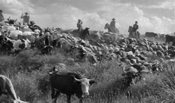 Cattle Drive, Red River, All Hat No Cattle